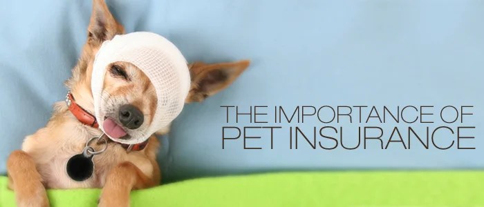 Insurance pet